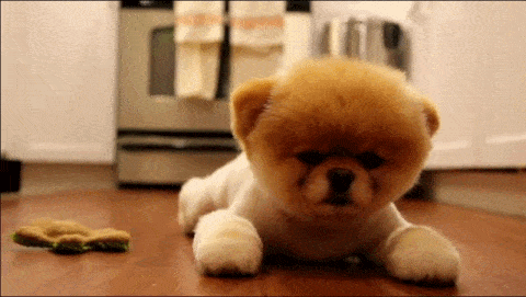 Boo Puppy