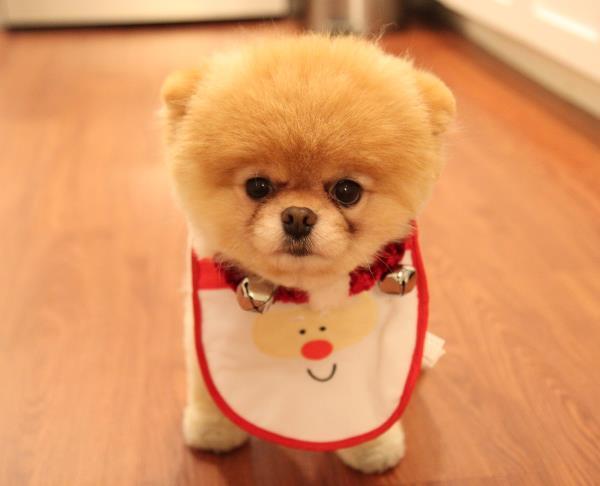 Boo The Pomeranian