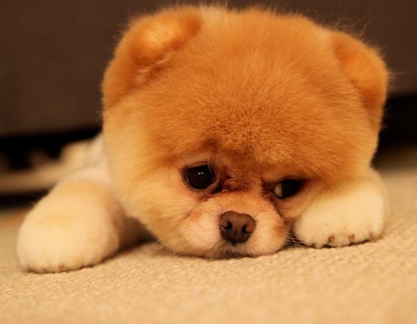 Boo