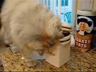 Cat And Dog Team Up