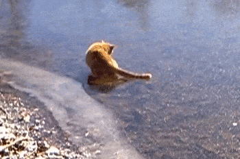 Cat Experiences Ice For The First Time