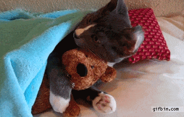 Cat Loves Teddy Bear