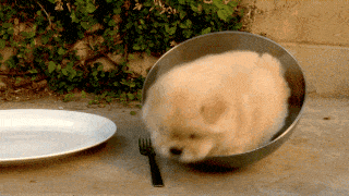 Chow Puppy Stuck In Bowl