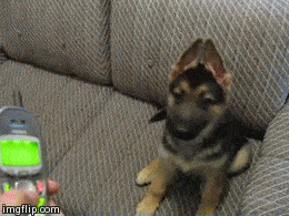 Confused By Phone Ring