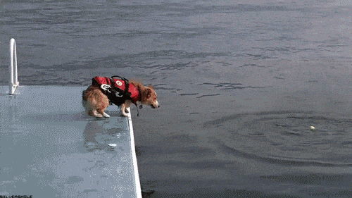 Corgi Belly Flop