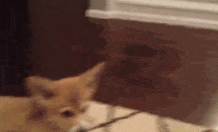 Corgi Sees Itself In The Mirror