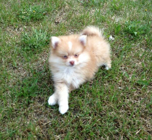 Cream Colored Pomeranian