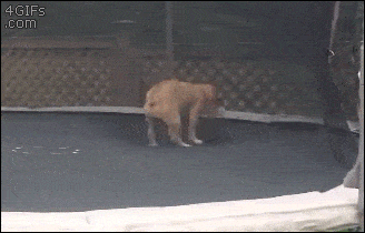 Cute GIFs Bulldog On A Trampoline