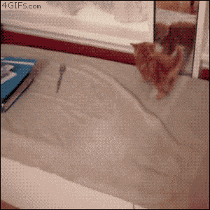 Cute GIFs Kitten Loses To Mirror