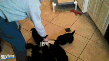 Cute GIFs Vortex