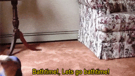 Dog GIFs Bath Time