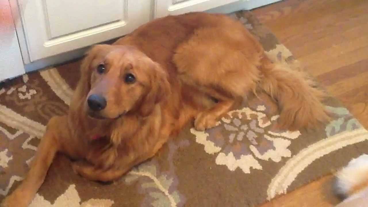 Dog Hilariously Does Not Understand The Concept Of Catch