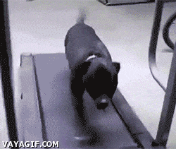 Dog Treadmill Fail