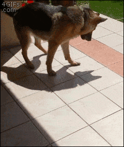 Dog Versus Shadow