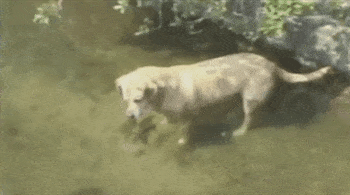 Fishing Dog