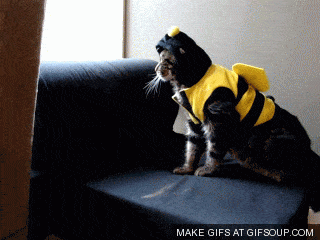 Funny Cat