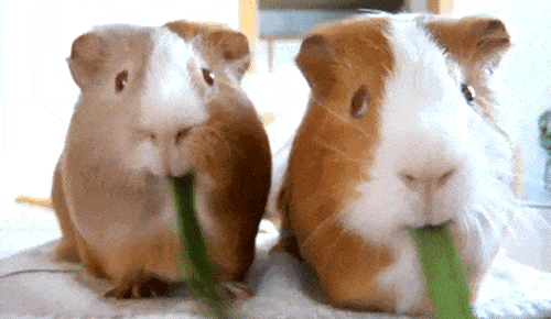 Guinea Pig