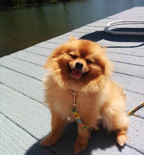 Happy Pomeranian