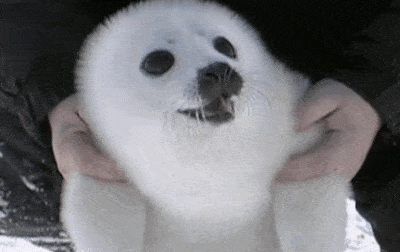 Happy Seal Cute GIFs