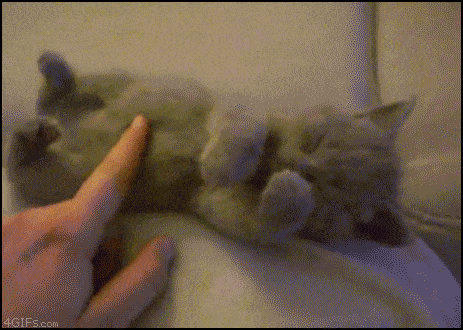 Kitten Can't Handle The Tickles