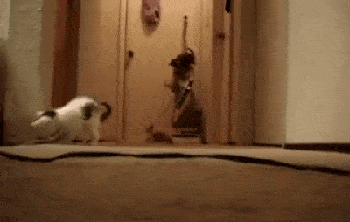 Kittens Versus Vacuum Cleaner
