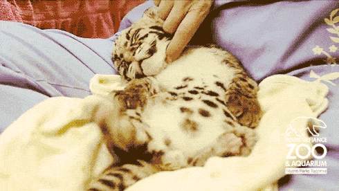 Leopard Kitten Scratch