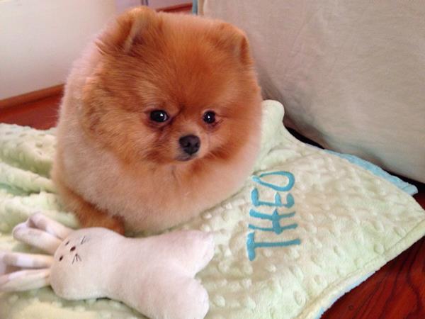 Loaf Of Pomeranian
