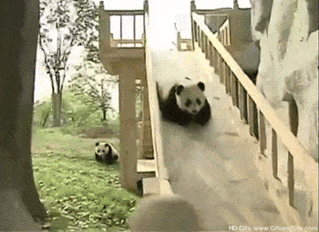 Panda Cub Enjoying Slide