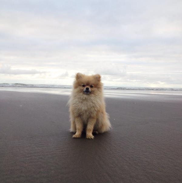 Pomeranian On The Beach