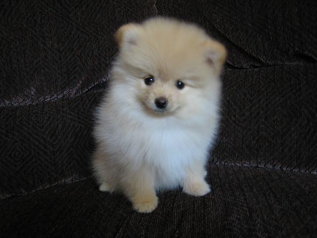 Pomeranian Photos Puppy