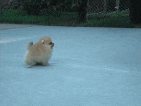Pomeranian Puppy Jumping GIF