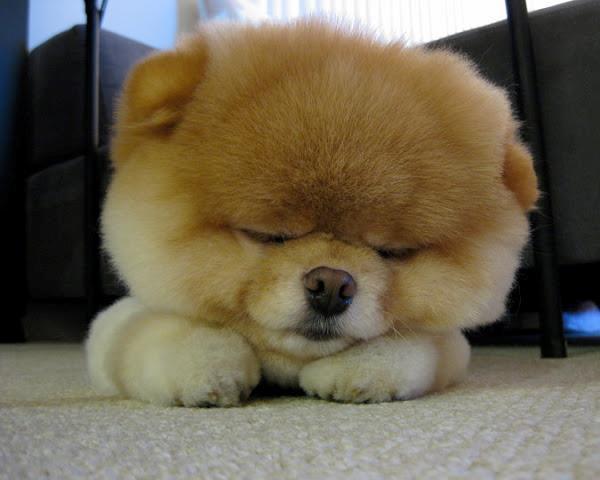 Pomeranian Puppy Pictures