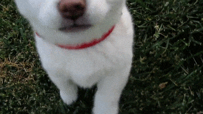 Puppy GIFs