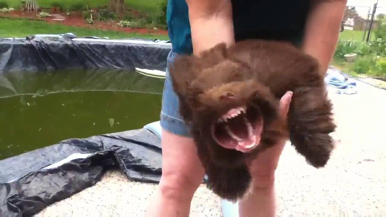 Puppy Turns Into Ferocious Beast When Exposed To Leaf Blower