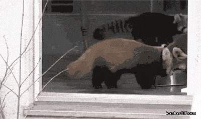 Scared Red Panda