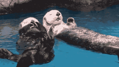 Sea Otters Holding Hands