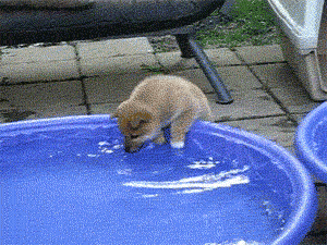 Shiba Inu Puppy Plays In A Pool