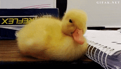 Sleepy Duckling