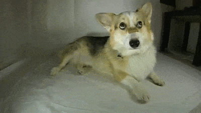 Slow Motion Treat Eating