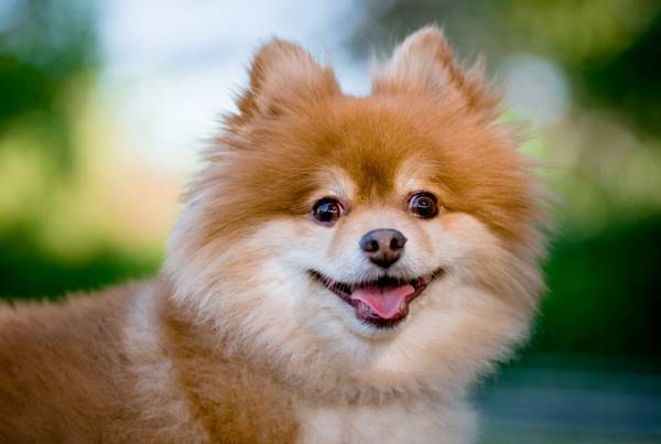Smiling Pomeranian