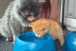 Teaching A Kitten How To Drink