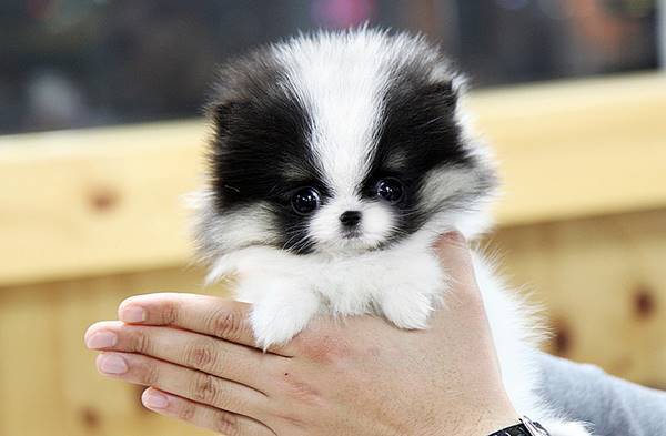 Teacup Pomeranian Pictures