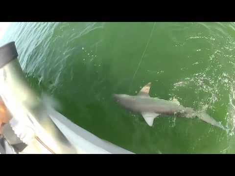 The Ocean Is Terrifying: Grouper Swallows A Shark Whole In One Bite