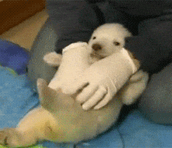 Tickling A Polar Bear