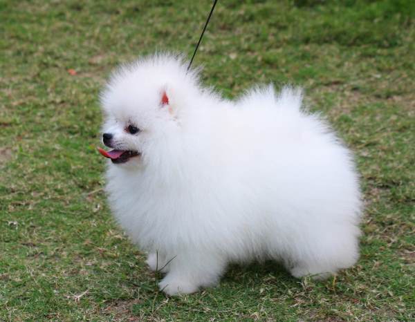 White Pomeranian Puppy