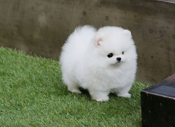 White Teacup Pomeranian