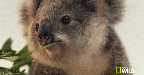 Winking Koala