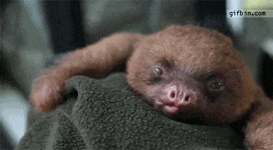 Yawning Baby Sloth