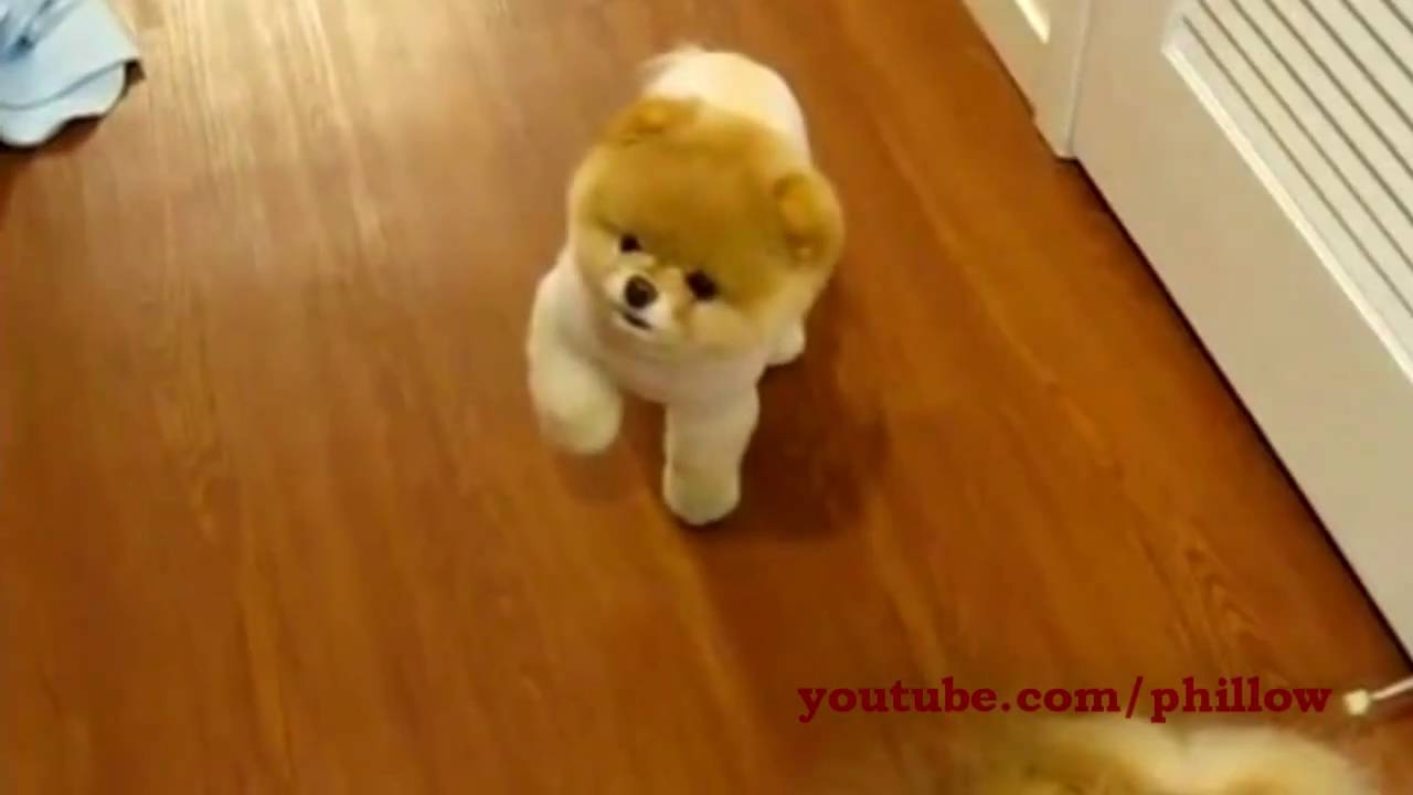 30 Of The Cutest Pomeranian Pictures Ever