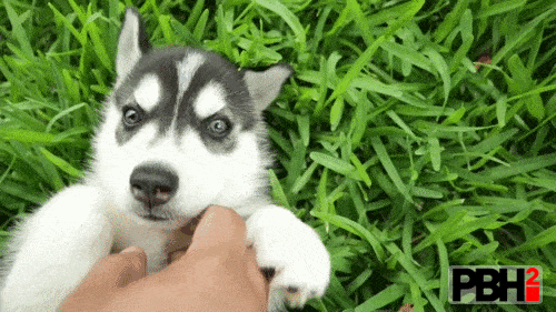 Husky Puppy GIF
